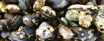 Mussels Adobestock 136154370